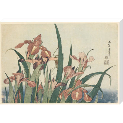 Irises and grasshopper - Art print