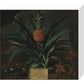 Pineapple grown in Sir Matthew Decker's garden - Art print