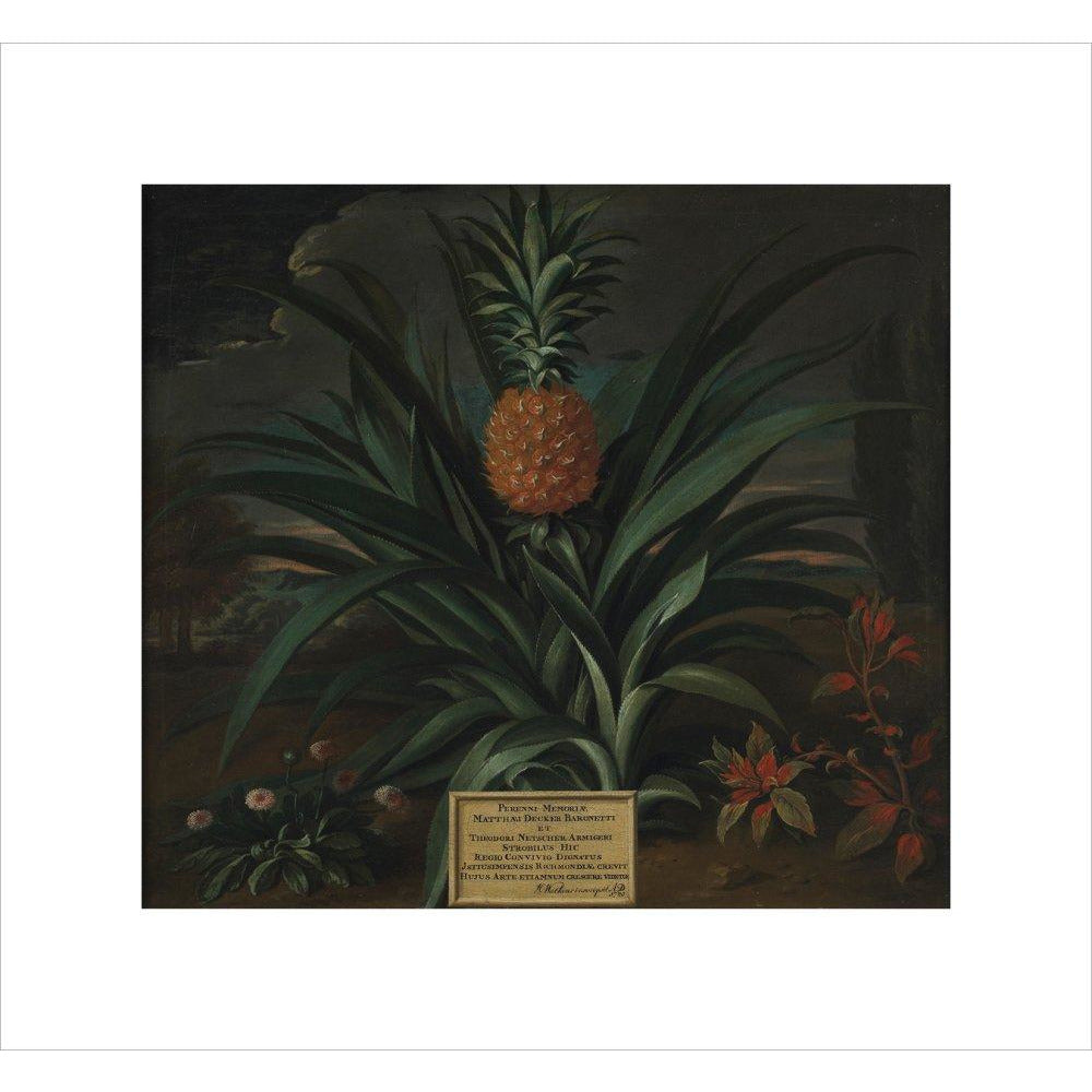 Pineapple grown in Sir Matthew Decker's garden - Art print