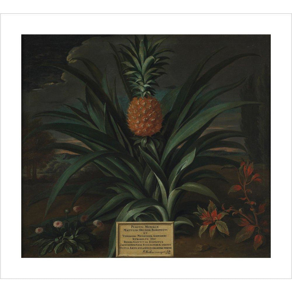 Pineapple grown in Sir Matthew Decker's garden - Art print