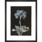 Primula auricula with yellow butterfly - Art print