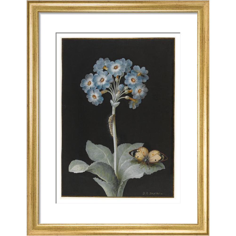 Primula auricula with yellow butterfly - Art print
