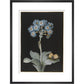 Primula auricula with yellow butterfly - Art print