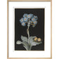 Primula auricula with yellow butterfly - Art print