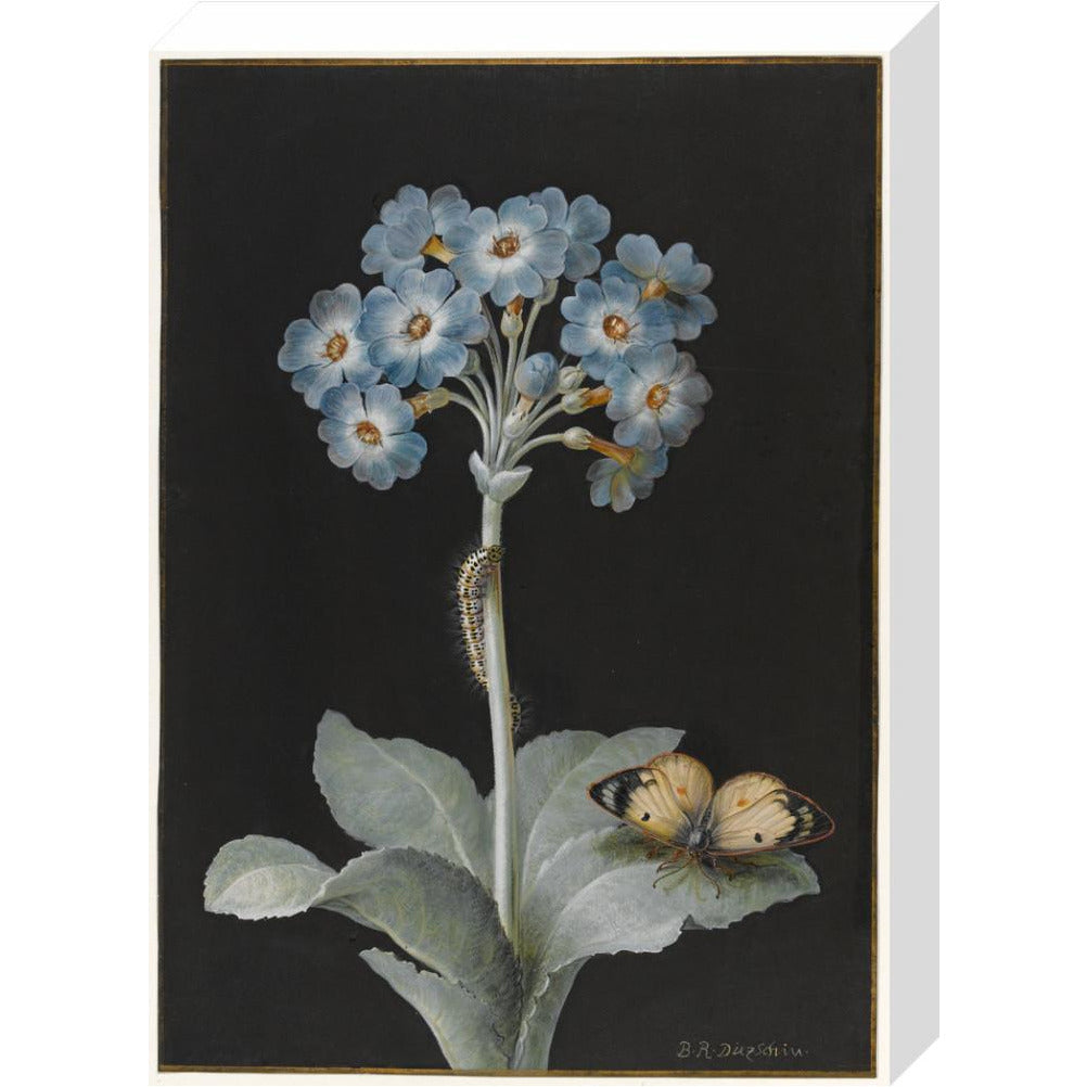 Primula auricula with yellow butterfly - Art print