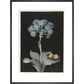 Primula auricula with yellow butterfly - Art print