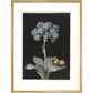 Primula auricula with yellow butterfly - Art print