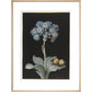 Primula auricula with yellow butterfly - Art print