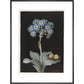 Primula auricula with yellow butterfly - Art print