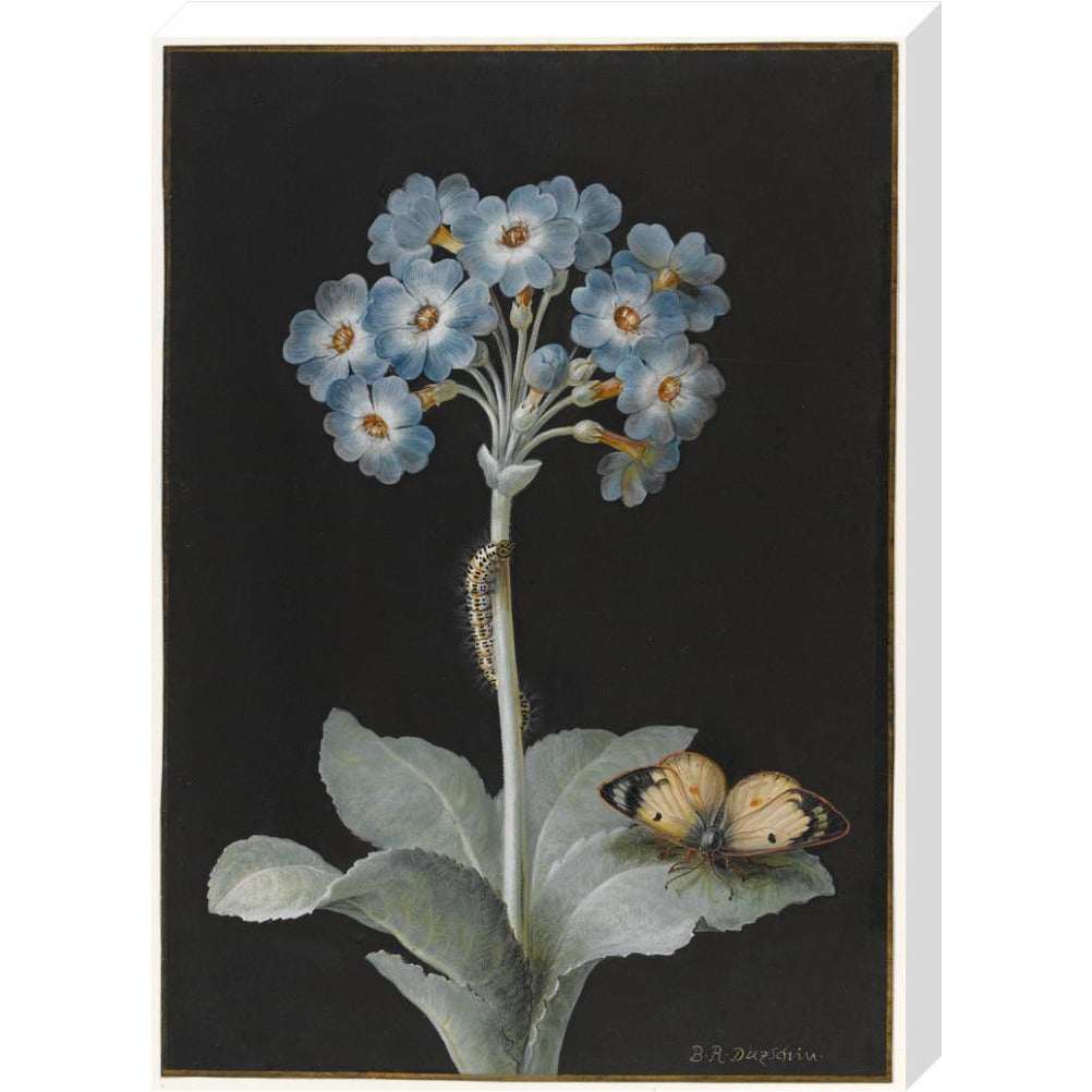 Primula auricula with yellow butterfly - Art print