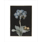 Primula auricula with yellow butterfly - Art print