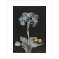 Primula auricula with yellow butterfly - Art print