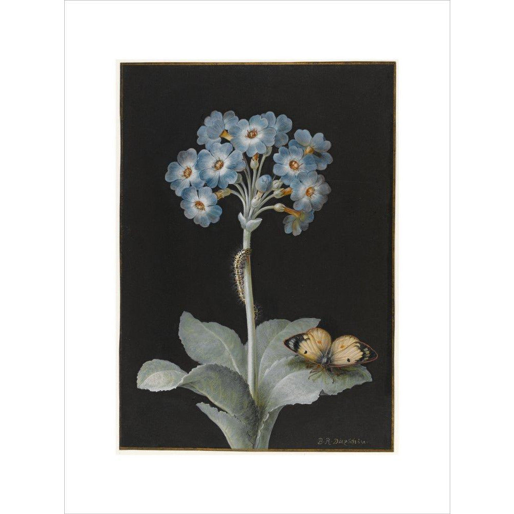 Primula auricula with yellow butterfly - Art print