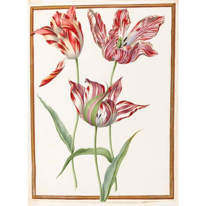 Three Broken Tulips by Nicolas Robert. From the Broughton Collection of the Fitzwilliam Museum, brought to you by CuratingCambridge.co.uk